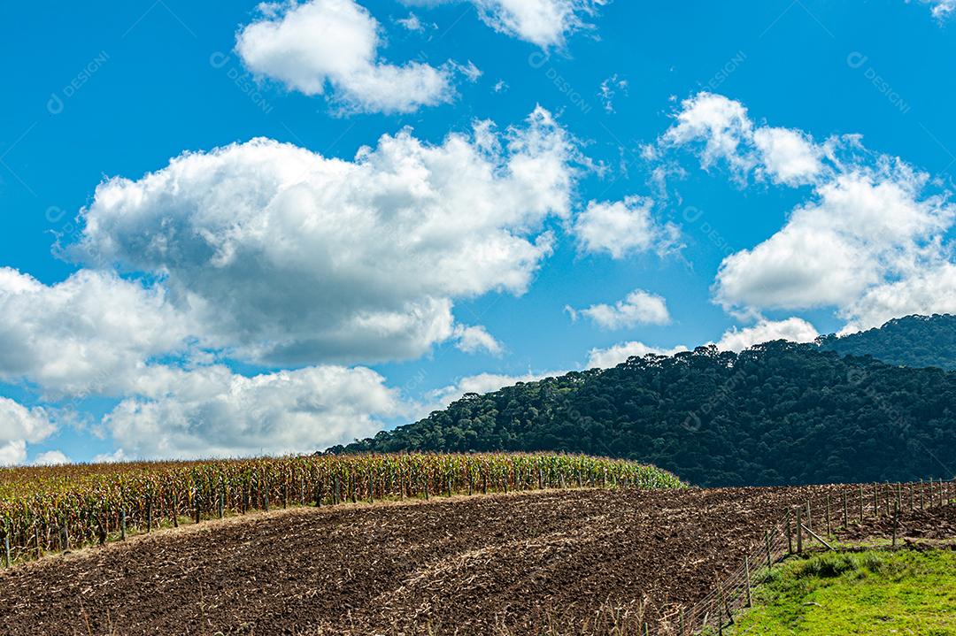 Plantação agrícola de frutas e hortaliças em terras férteis no interior de Santa Catarina.