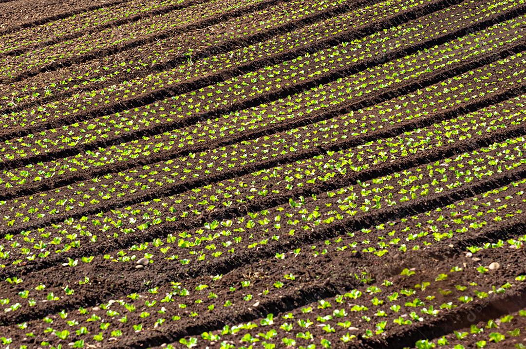 Plantação agrícola de frutas e hortaliças em terras férteis no interior de Santa Catarina.