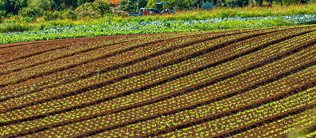 Plantação agrícola de frutas e hortaliças em terras férteis no interior de Santa Catarina.