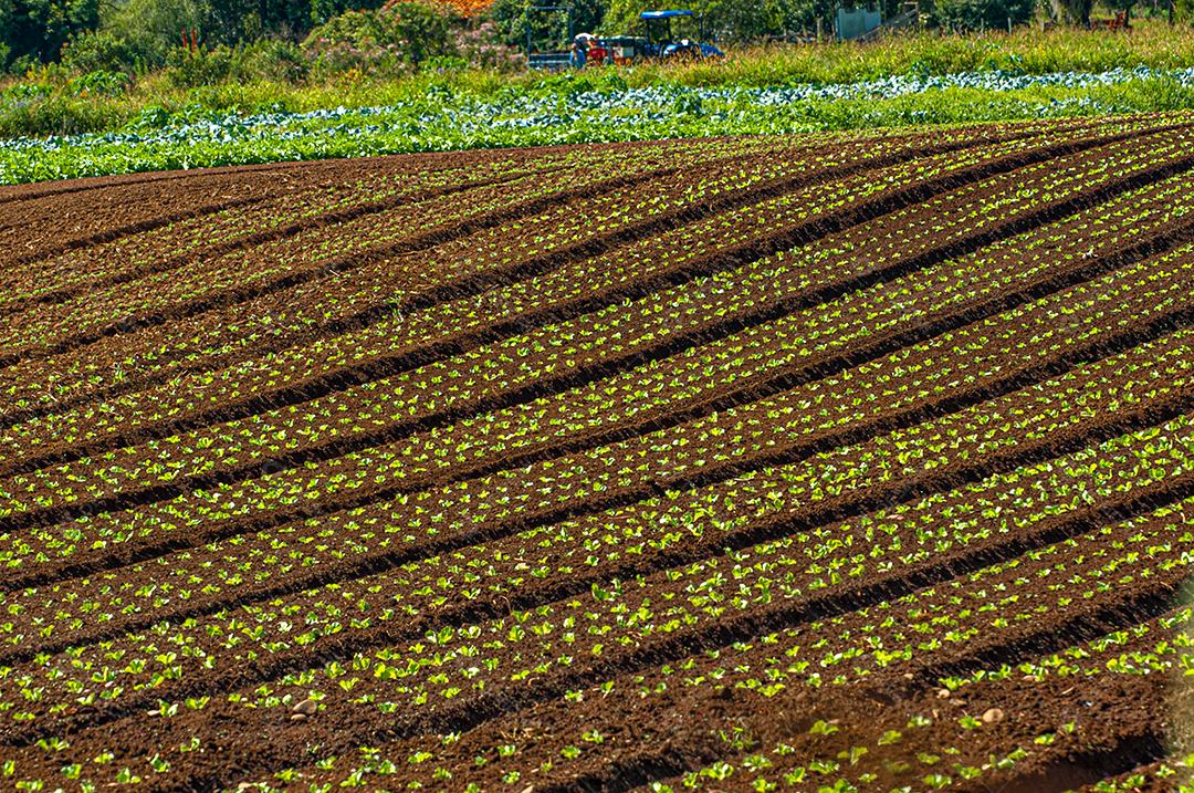Plantação agrícola de frutas e hortaliças em terras férteis no interior de Santa Catarina.