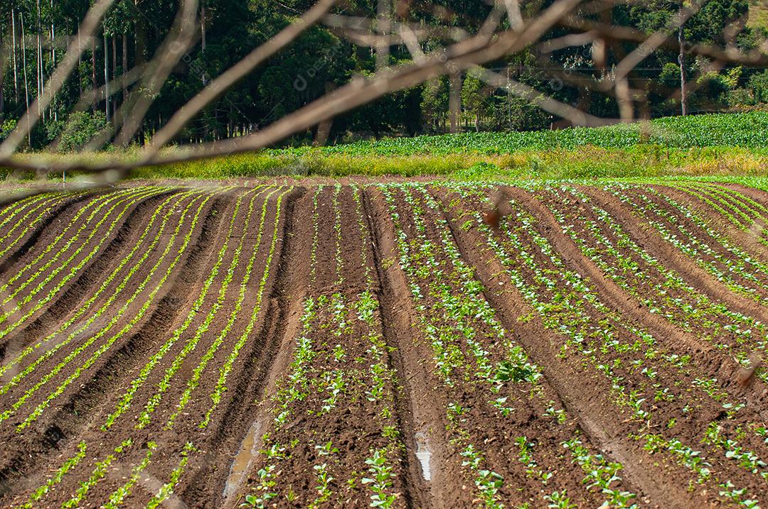 Plantação agrícola de frutas e hortaliças em terras férteis no interior de Santa Catarina.