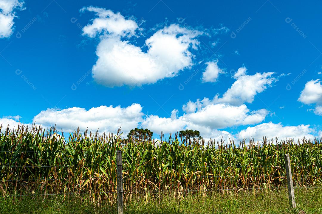Plantação agrícola de frutas e hortaliças em terras férteis no interior de Santa Catarina.