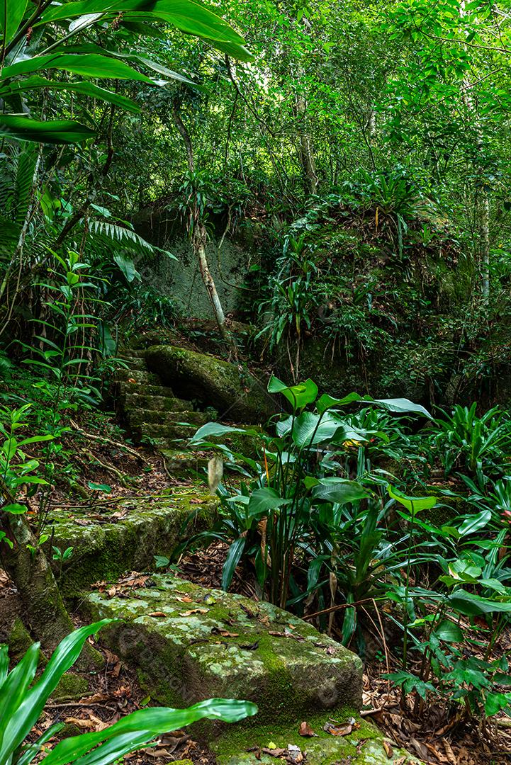 Arvore coqueiros floresta