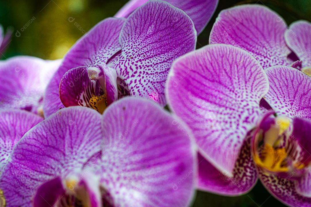 Doritaenopsis Plantas flor flores roxas floresta