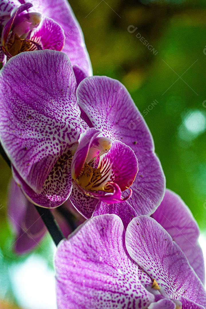 Doritaenopsis Plantas flor flores roxas floresta