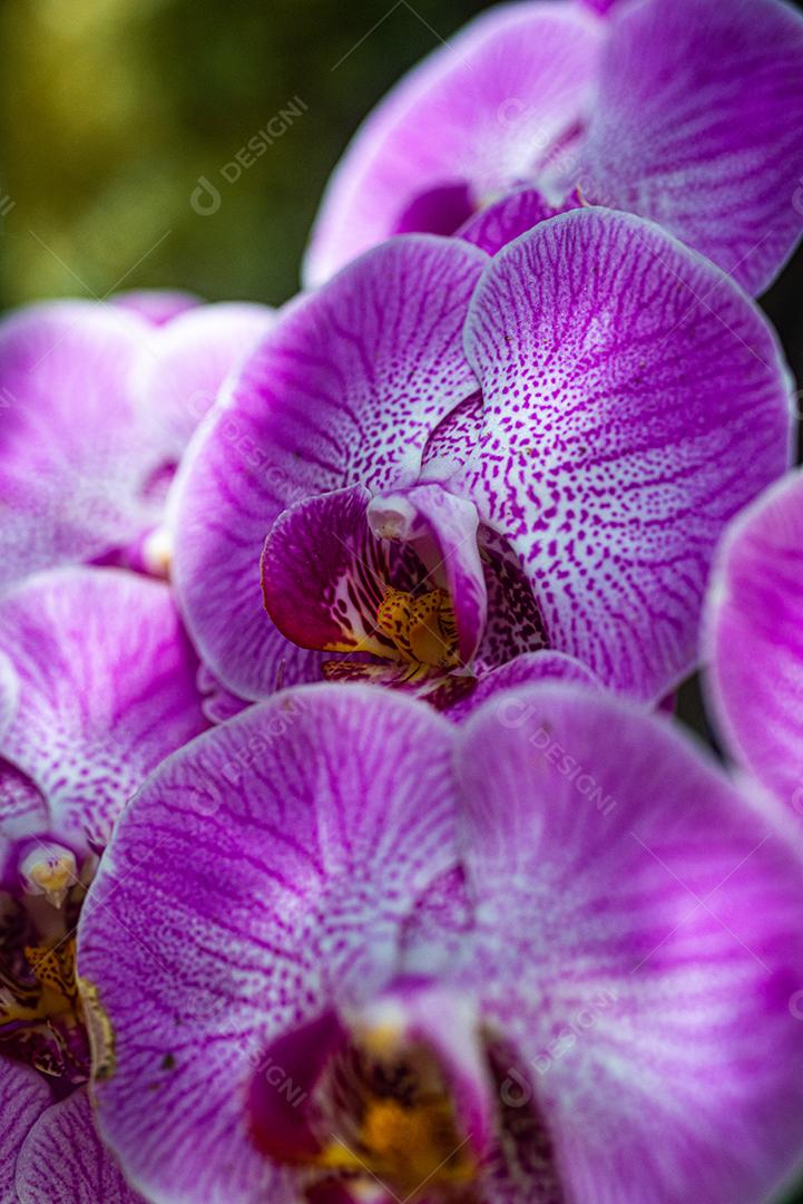 Doritaenopsis Plantas flor flores roxas floresta
