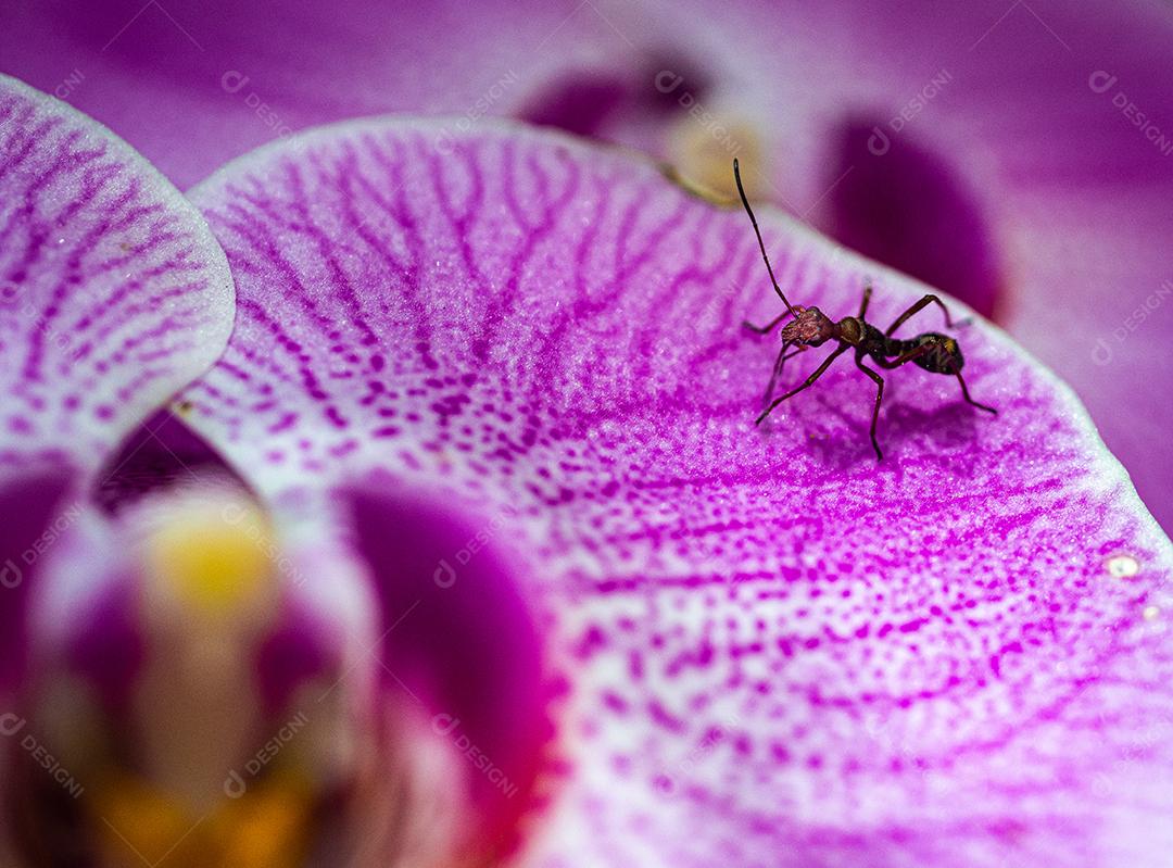 Inseto formiga encima de uma flor roxa