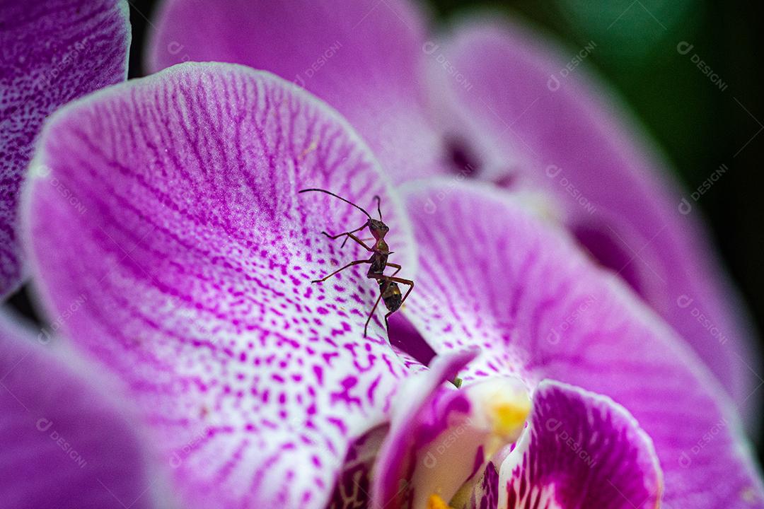Inseto formiga encima de uma flor roxa