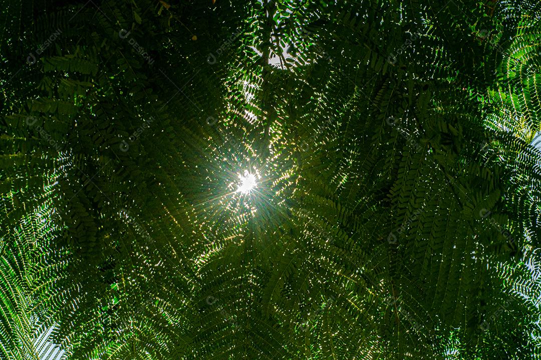 Arvore folhas sol floresta paisagem