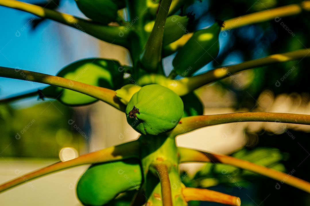 Arvore pé de mamão fruta comida sobre fundo desfocado