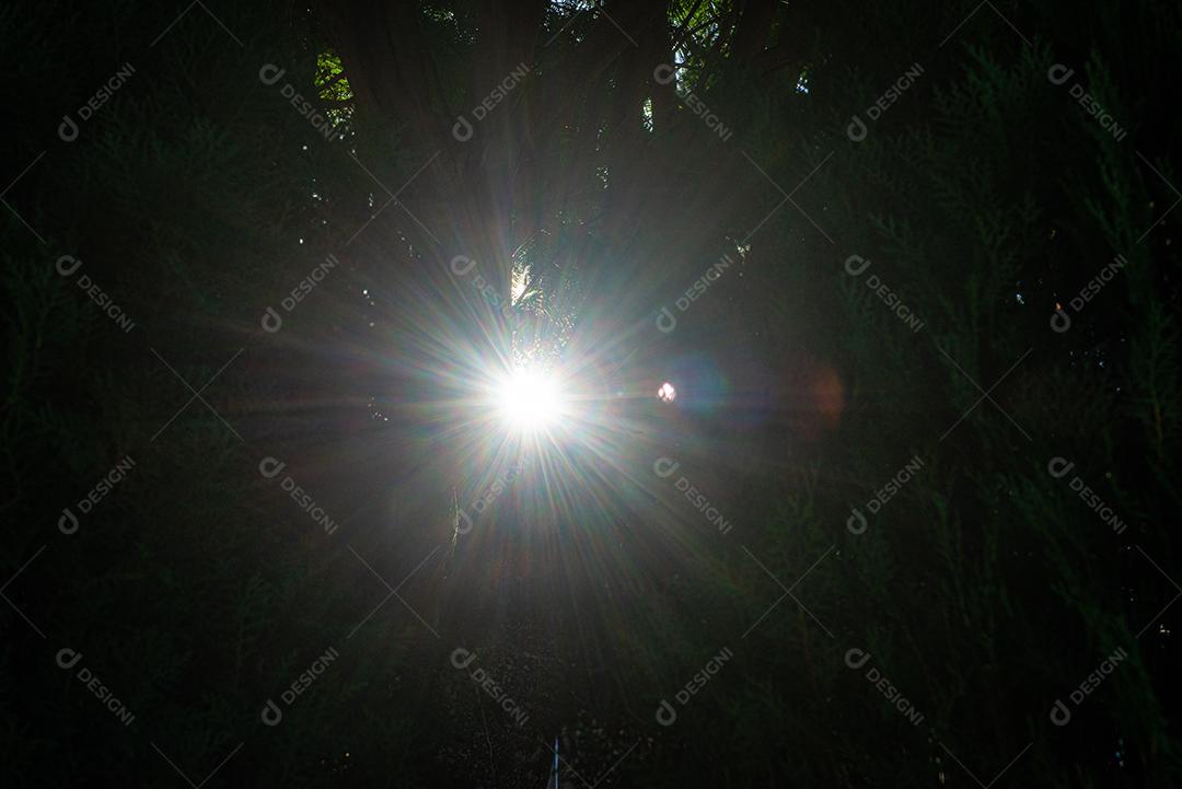 Arvore folhas sol floresta paisagem