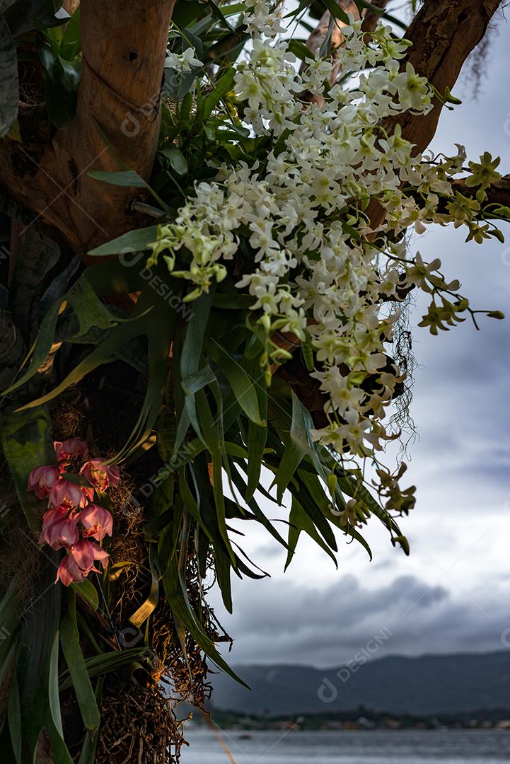 Flor flores planta arvore floresta lago