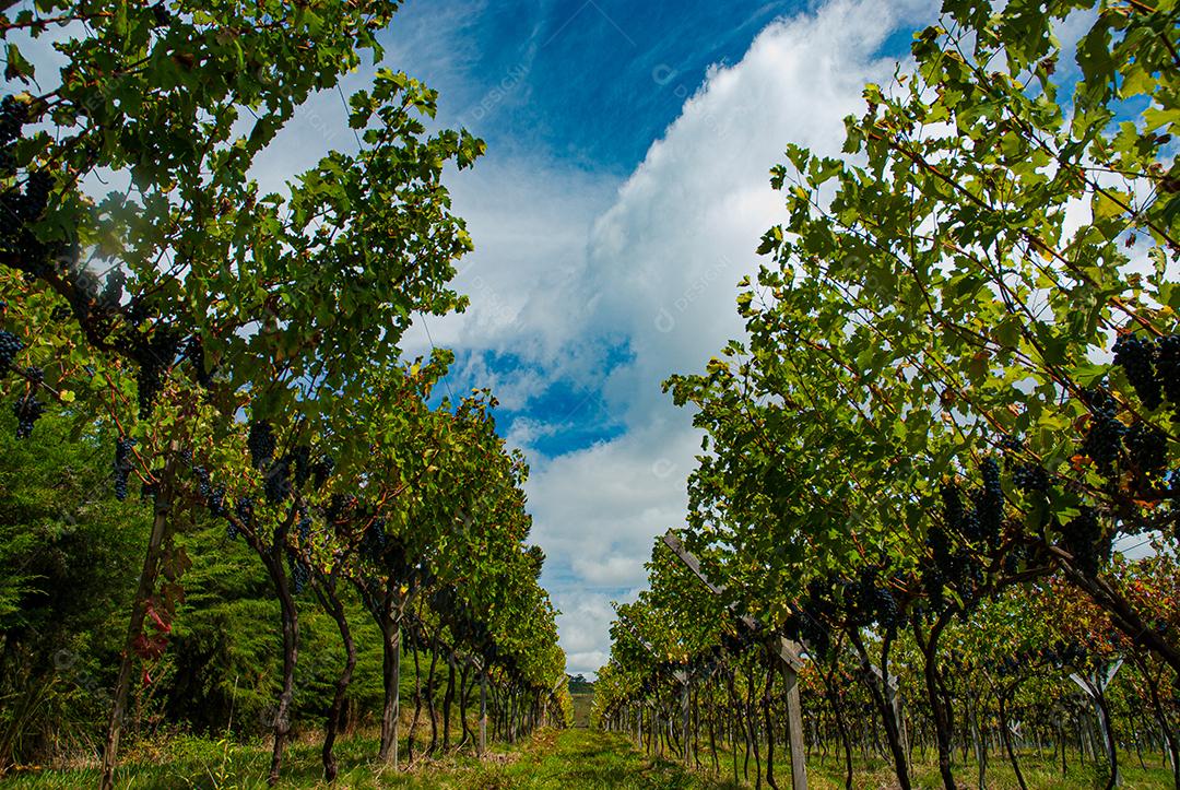 Vinhedo em Santa Catarina, Brasil, produzindo uvas para vinho Cabernet Sauvignon.