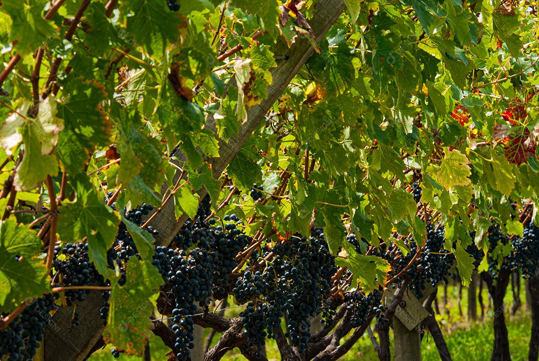 Vinhedo em Santa Catarina, Brasil, produzindo uvas para vinho Cabernet Sauvignon.