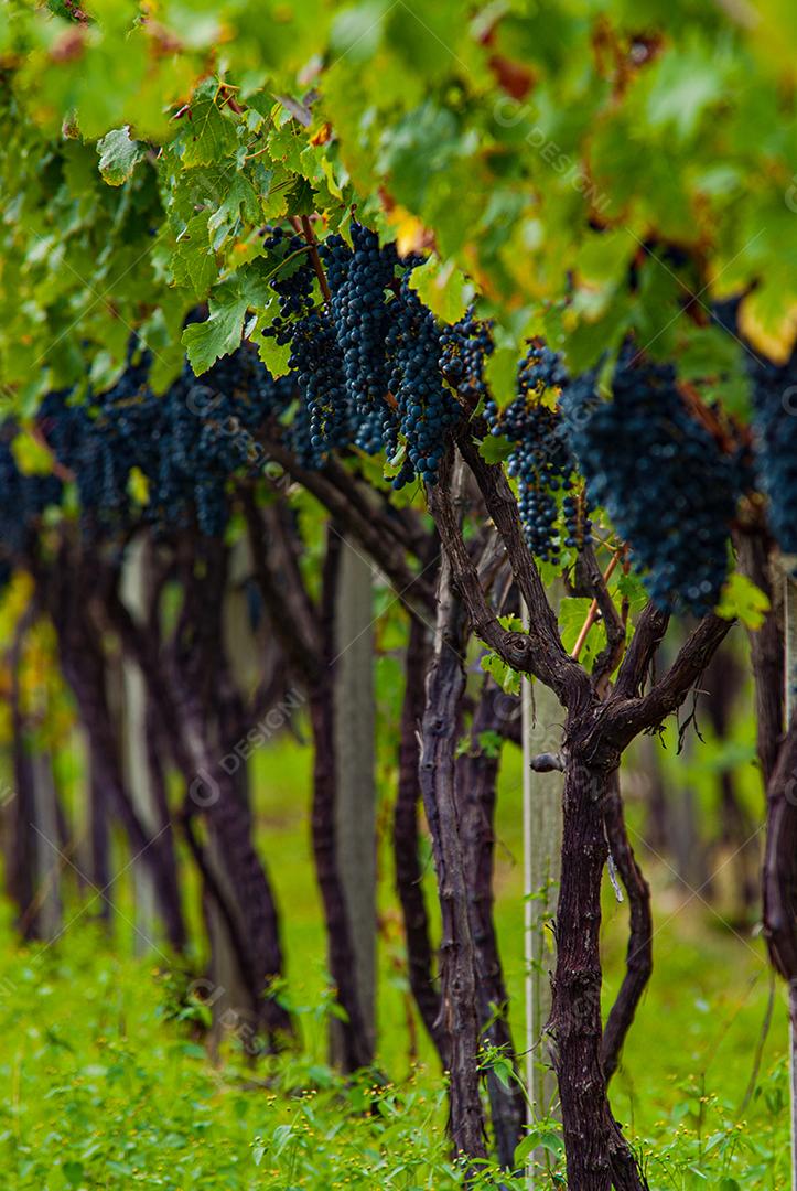 Vinhedo em Santa Catarina, Brasil, produzindo uvas para vinho Cabernet Sauvignon.