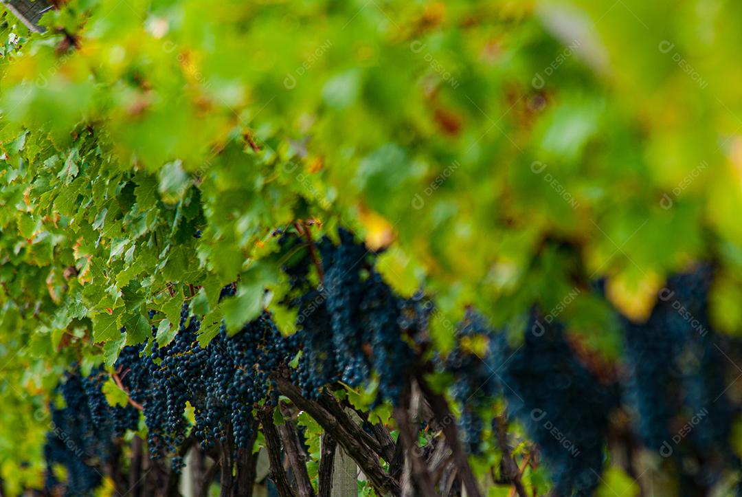 Vinhedo em Santa Catarina, Brasil, produzindo uvas para vinho Cabernet Sauvignon.