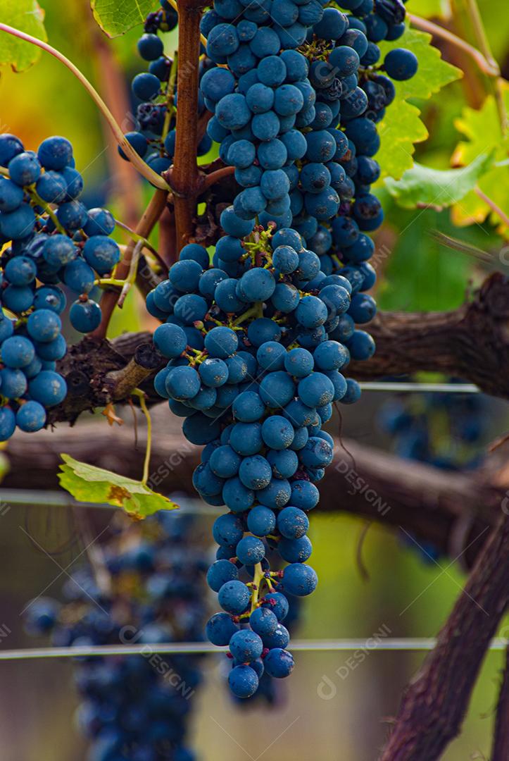 Vinhedo em Santa Catarina, Brasil, produzindo uvas para vinho Cabernet Sauvignon.