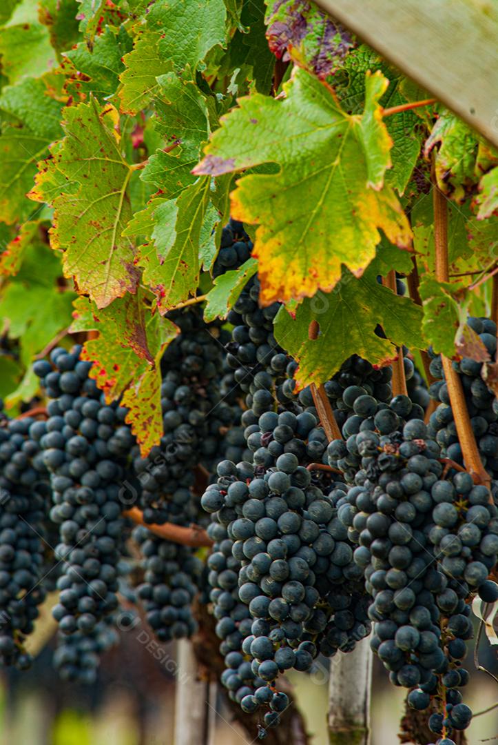Vinhedo em Santa Catarina, Brasil, produzindo uvas para vinho Cabernet Sauvignon.
