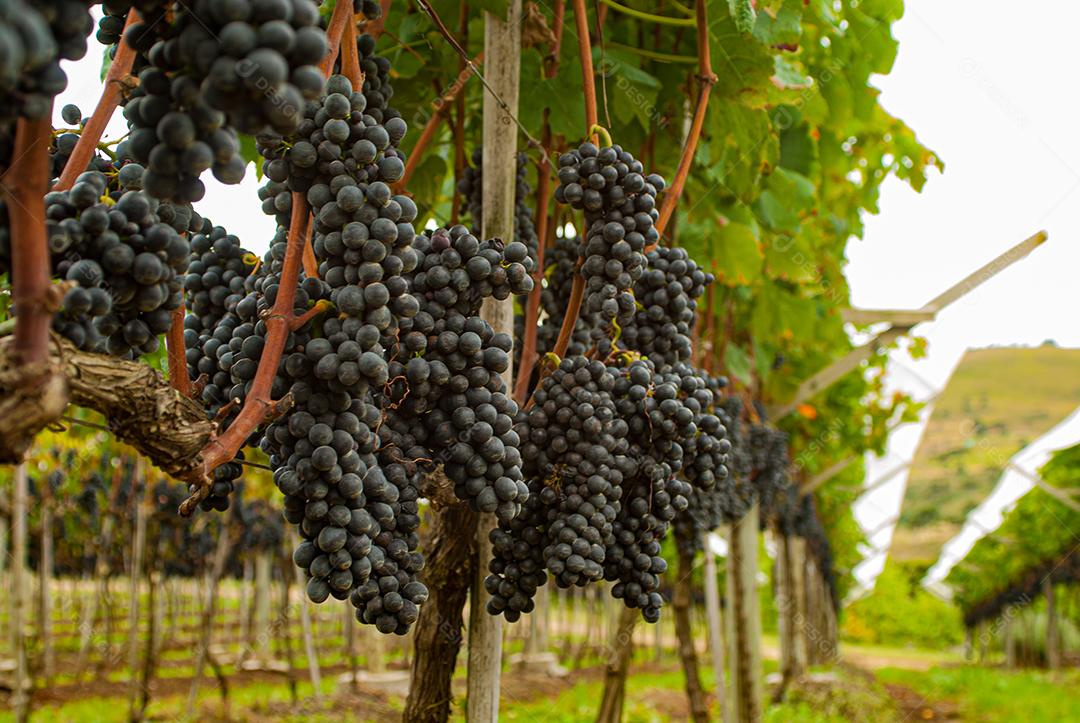 Vinhedo em Santa Catarina, Brasil, produzindo uvas para vinho Cabernet Sauvignon.