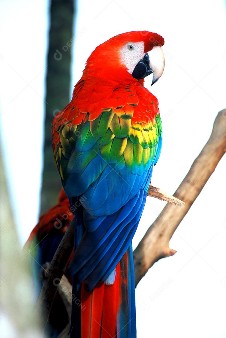 Arara azul vermelho encima de galhos arvores passaros aves
