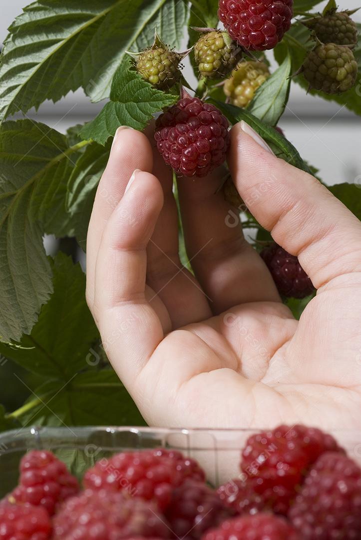 Mãos de pessoas segurando Fruta framboesa