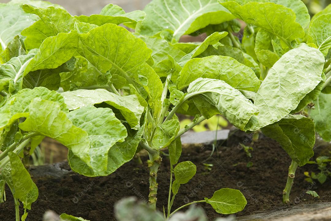 Repolho Vegetais plantio verduras