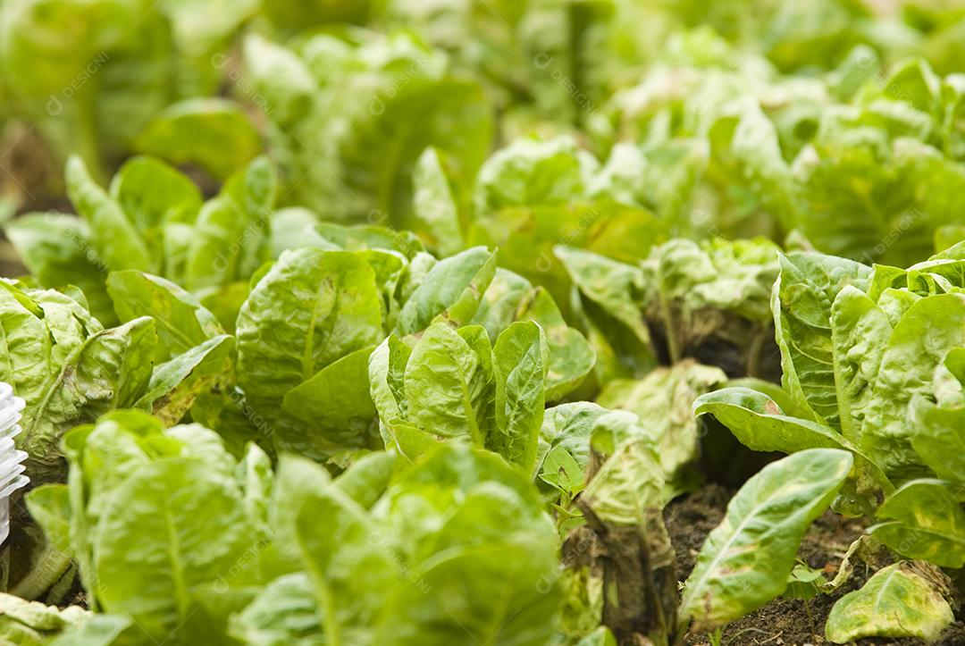 Repolho Vegetais plantio verduras