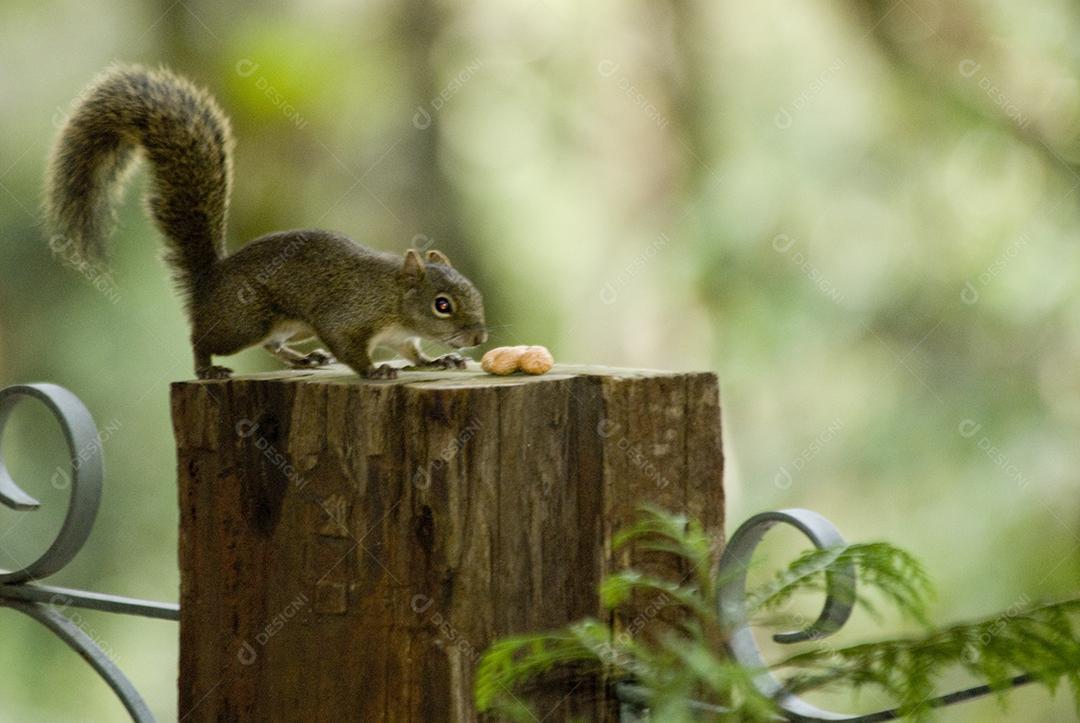 Esquilo animal encima de um tronco de madeira