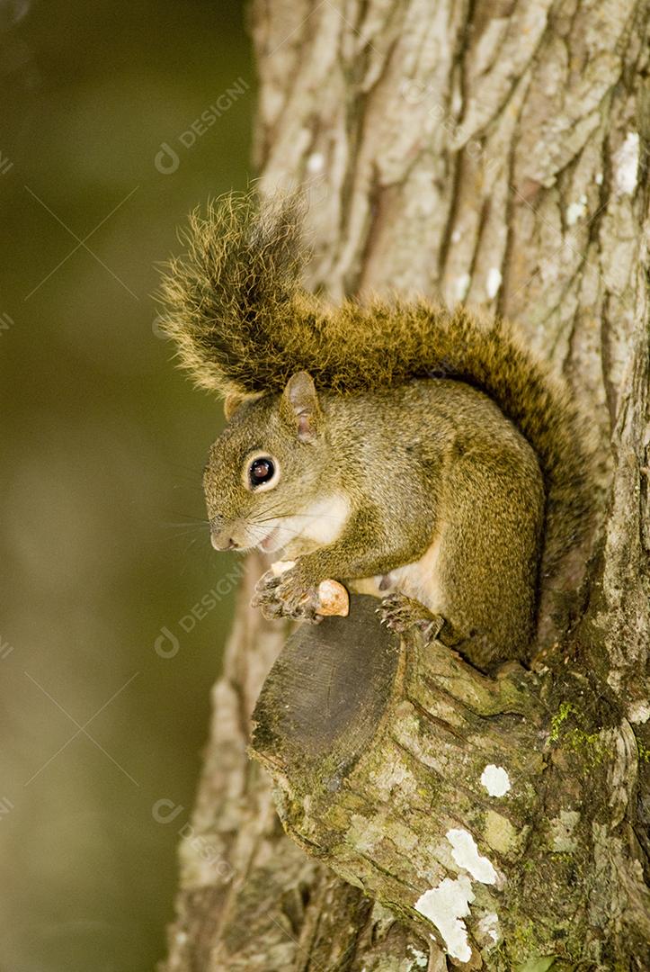 Esquilo animal encima de um tronco de madeira