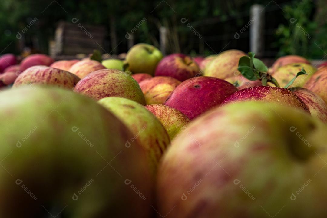 Comida maçã frutas alimentos saudaveis mercado armazem