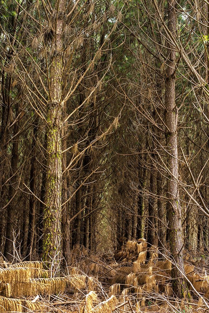 Floresta arvores seca galhos folhas secas