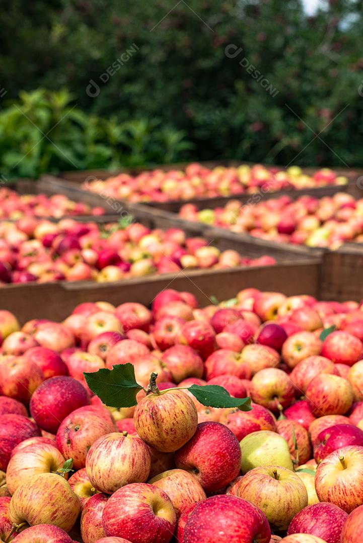 Comida maçã frutas alimentos saudaveis mercado armazem