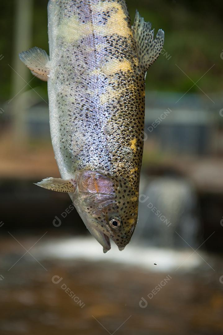 Peixes frescos comida pesca pescarias rios e lagos