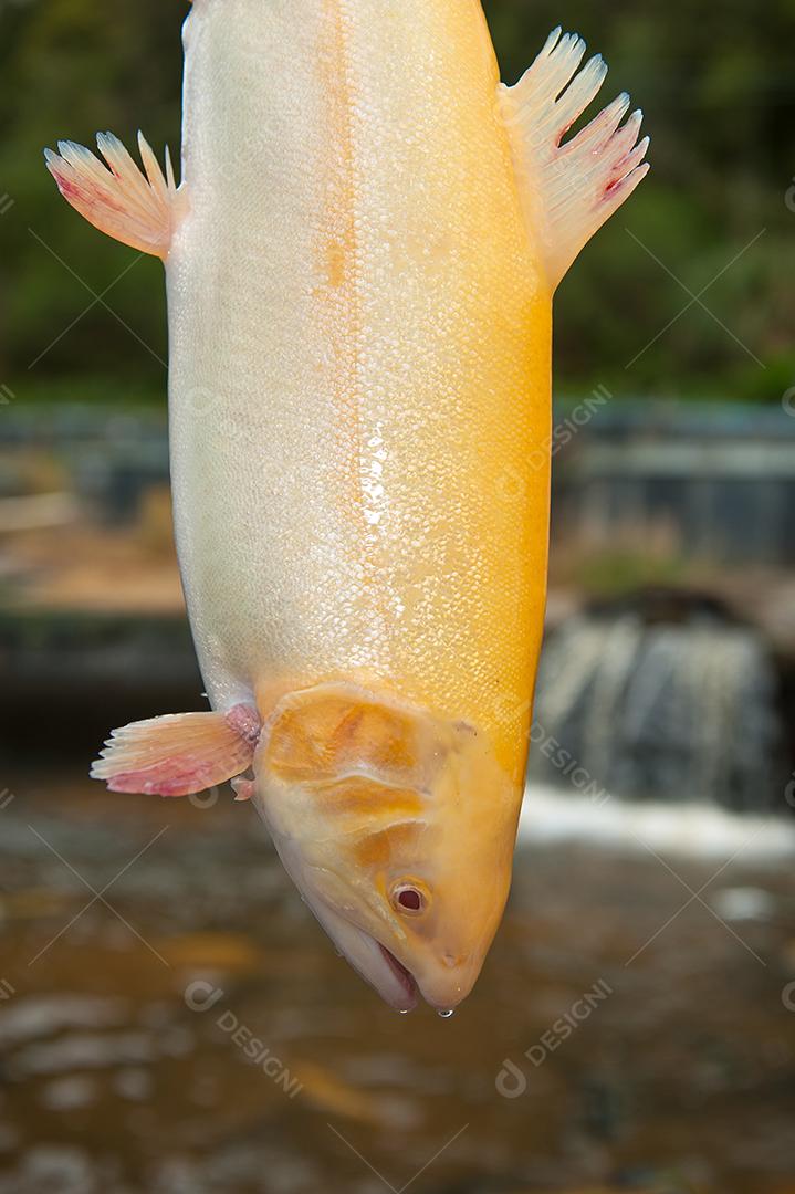 Peixes frescos comida pesca pescarias rios e lagos