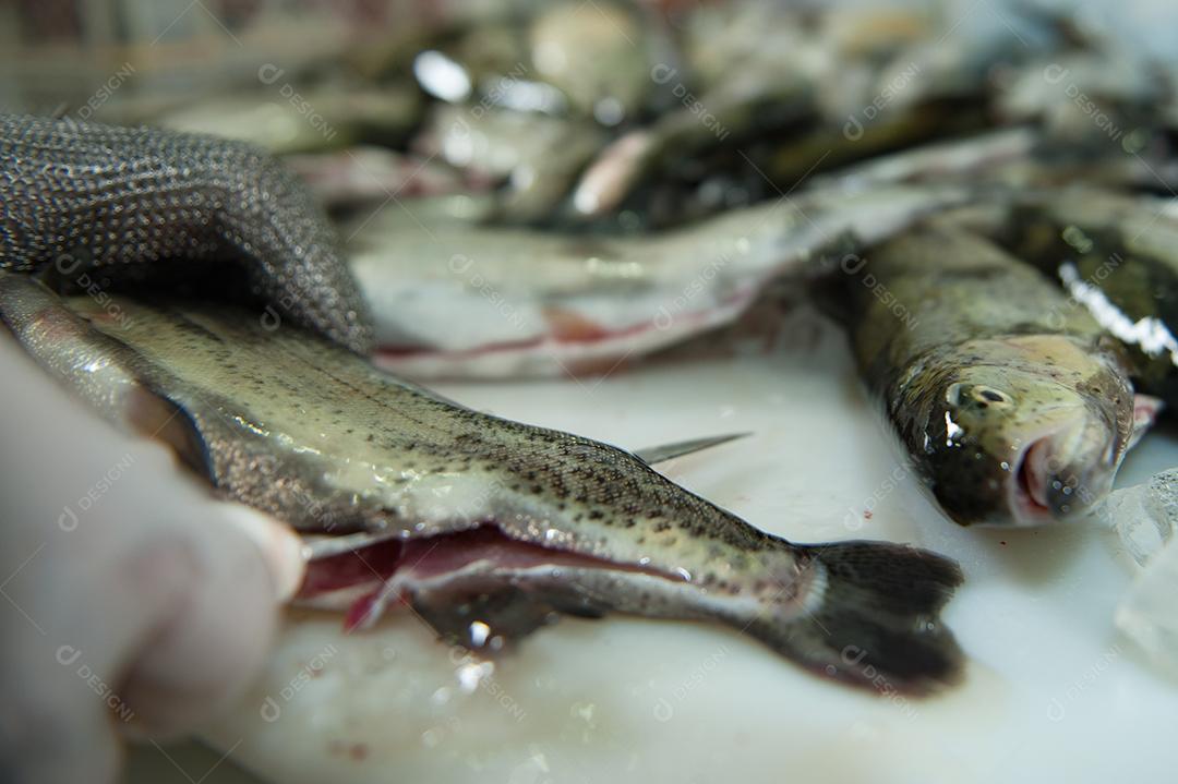 Peixes frescos comida pesca pescarias rios e lagos