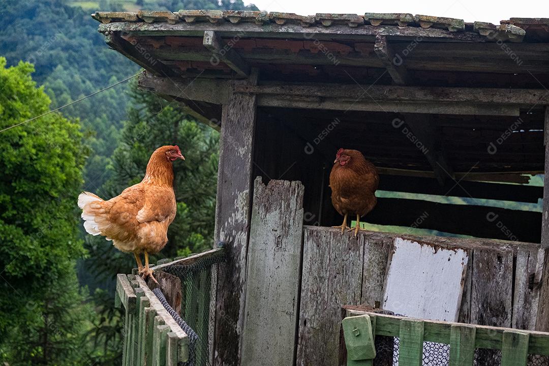 Galinhas animais no seus galinheiros fazenda