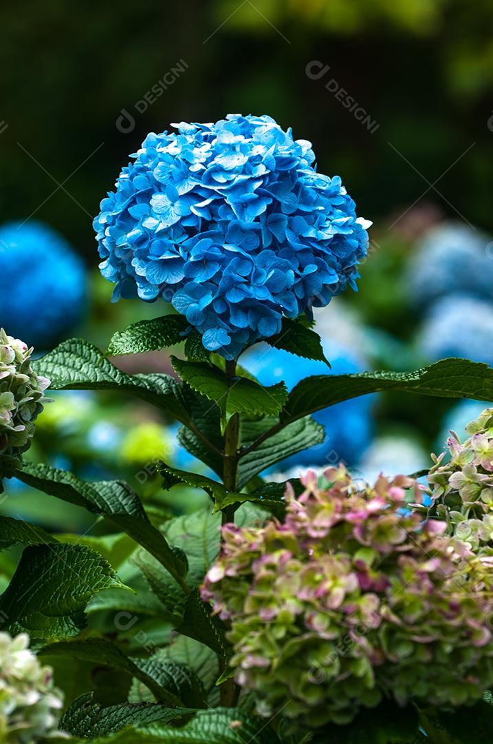 Flores flor planta floresta sobre fundo desfocado