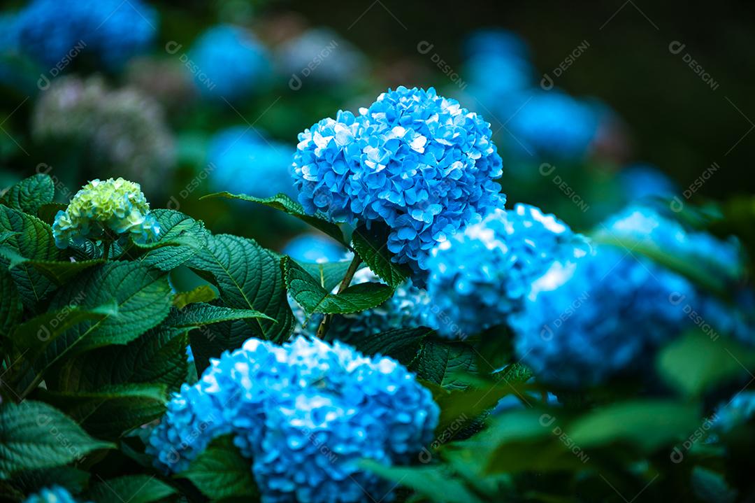 Flores flor planta floresta sobre fundo desfocado