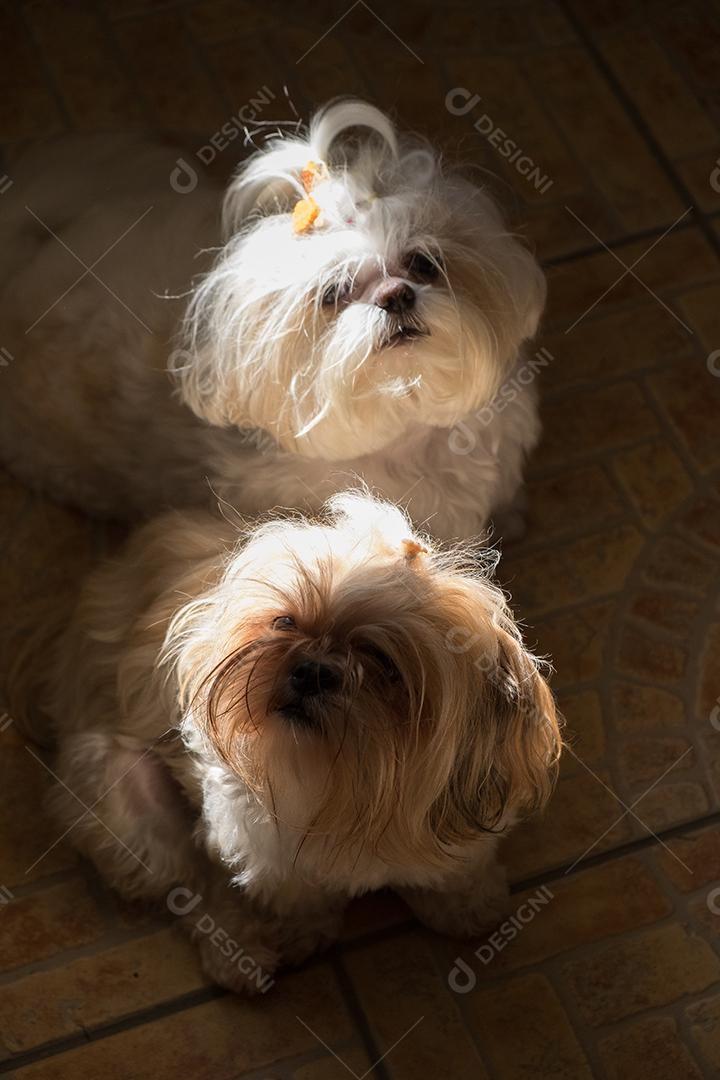 Cachorro peludo animal Shih-tzu cão