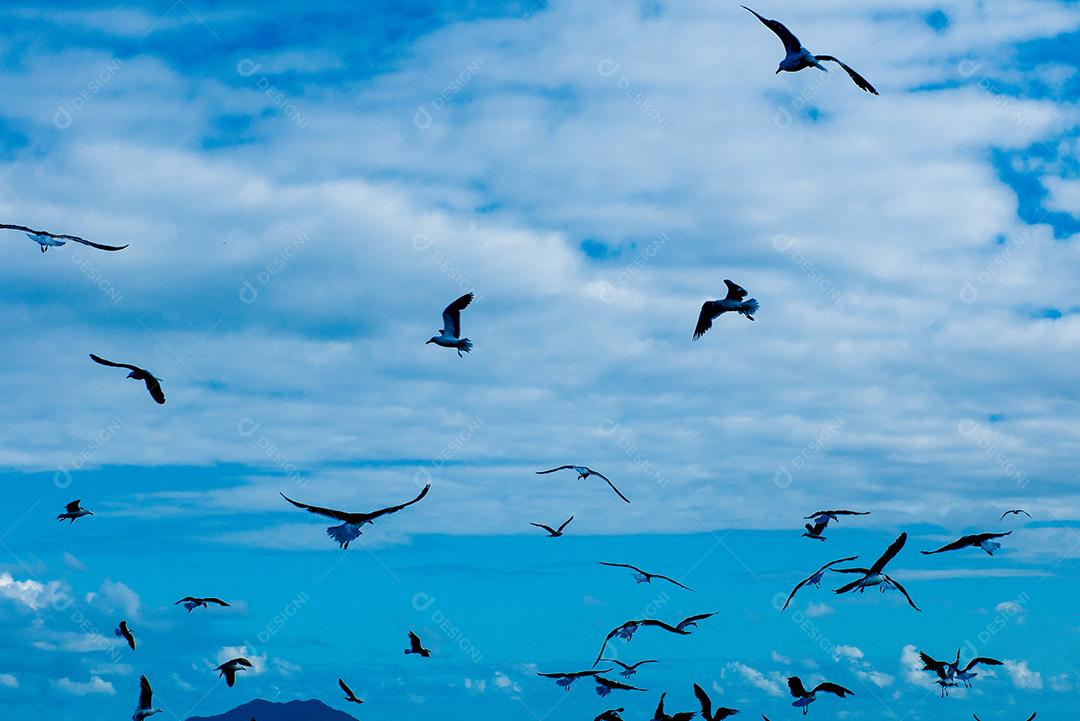Aves passaros em bando voando sobre céu