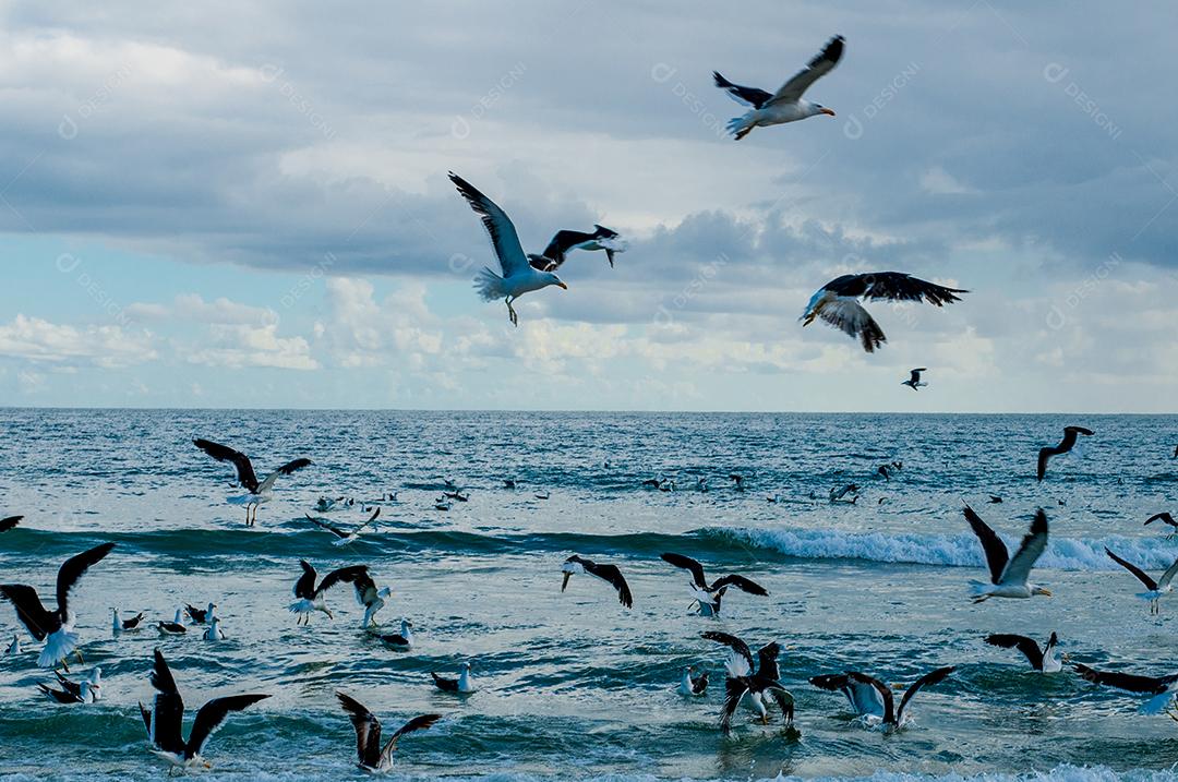 Aves passaros em bando voando sobre céu