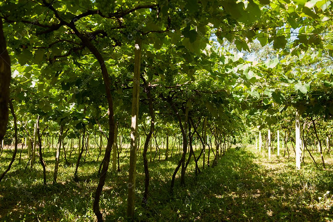 Plantio de uvas vinhedo agropecuaria agronomia plantação