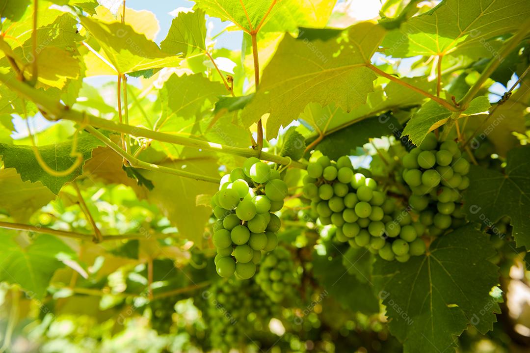 Plantio de uvas vinhedo agropecuaria agronomia plantação