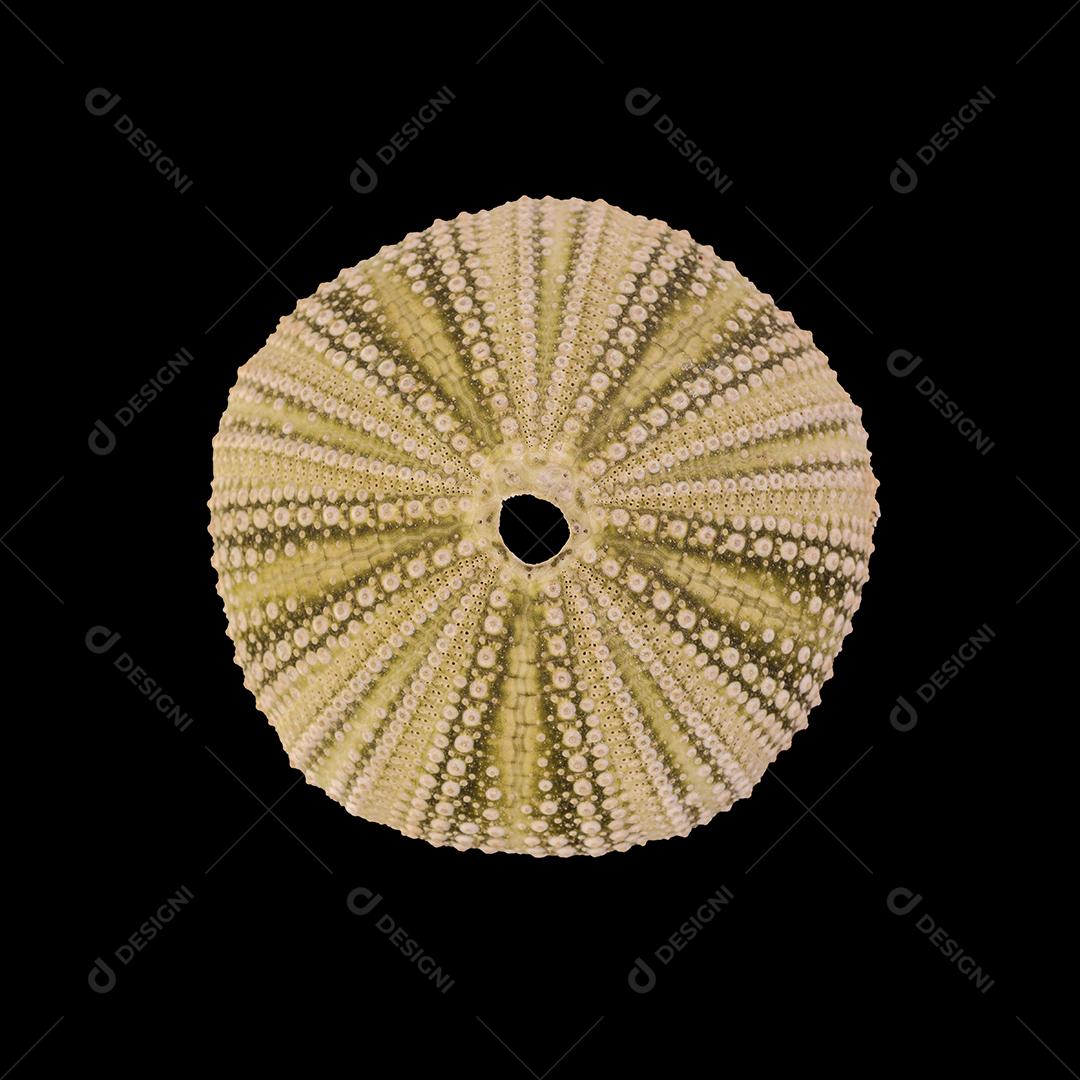 Esqueleto de ouriço-do-mar morto isolado sobre fundo escuro