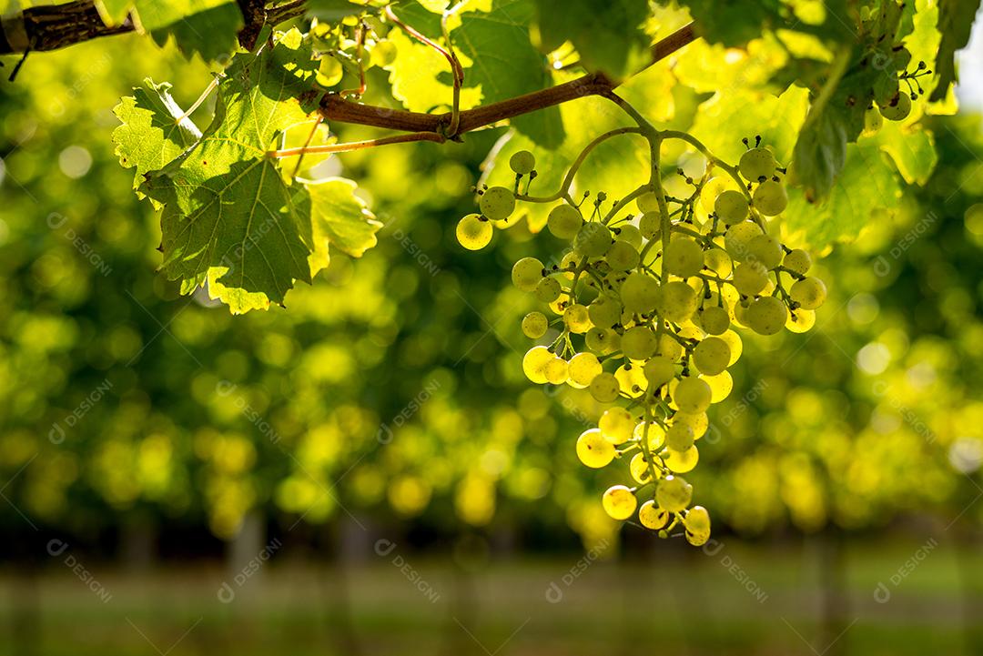 Comida uvas frutas alimentos saudaveis vinhedo