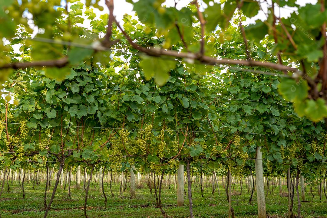 Comida uvas frutas alimentos saudaveis vinhedo