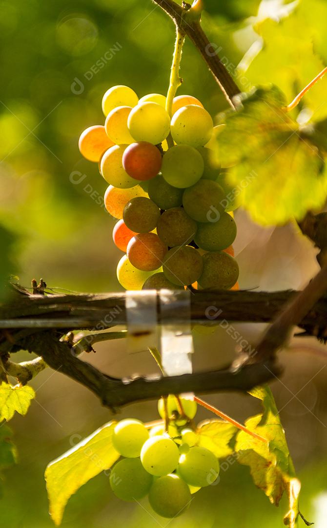 Comida uvas frutas alimentos saudaveis vinhedo