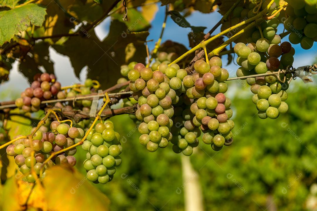 Comida uvas frutas alimentos saudaveis vinhedo