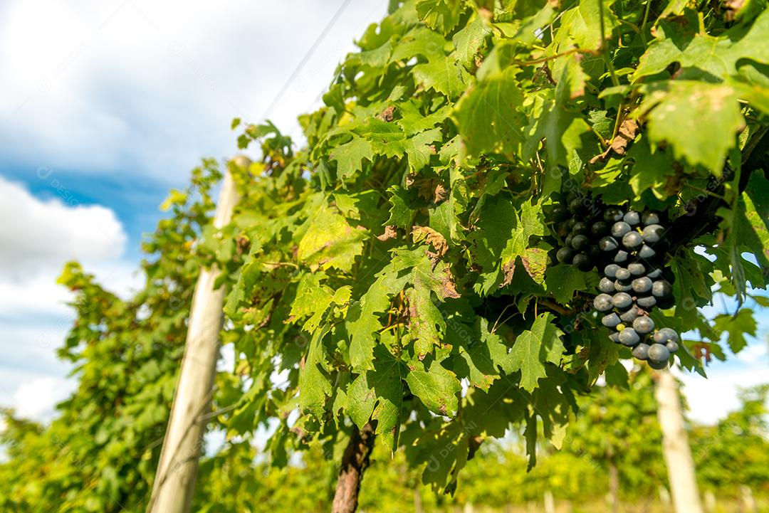 Comida uvas frutas alimentos saudaveis vinhedo