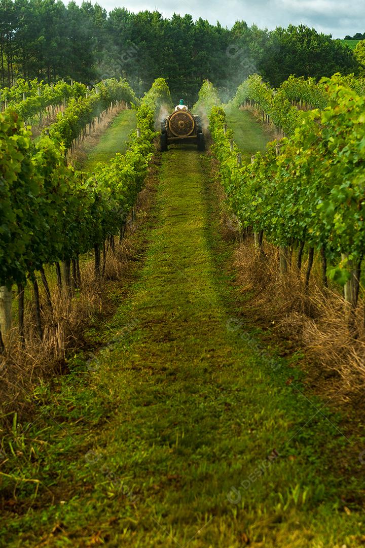 Comida uvas frutas alimentos saudaveis vinhedo